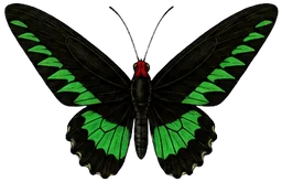 Rajah Brooke Butterfly